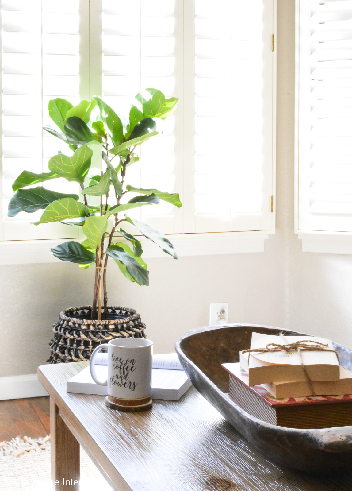 Tips to keep your Fiddle Leaf Fig Tree alive