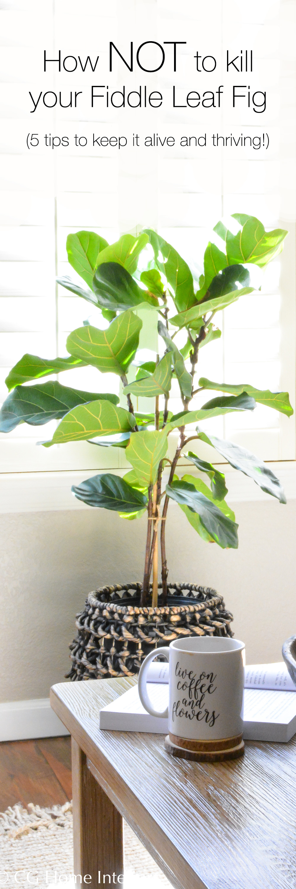 5 ways to keep your fiddle leaf fig tree alive